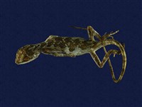 藏品(黃口攀蜥)的圖片